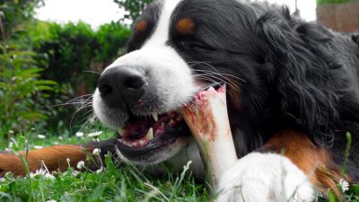 Top-4-Reasons-Why-Raw-Bison-Bones-Are-Great-For-Dogs-Beck-Bulow